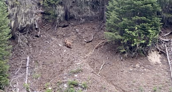 Grizzly habitat concerns halt logging project near Libby - Vimarsana News